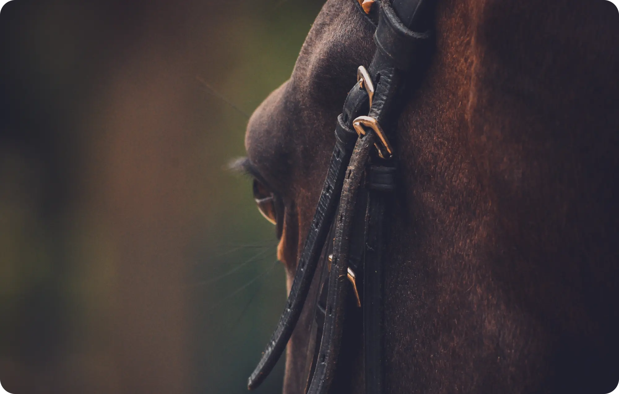 Zoom sur un cheval, son œil et ses brides