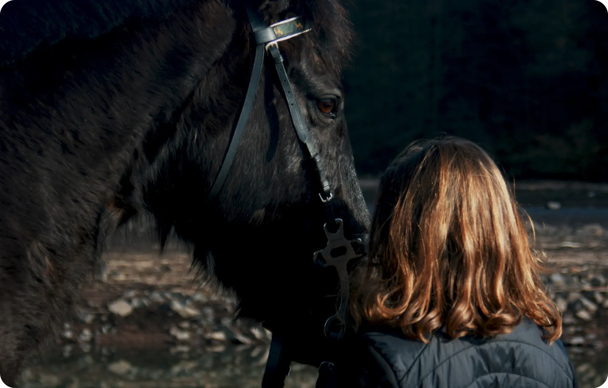 Photo d'un cheval noir et d'un cavalier